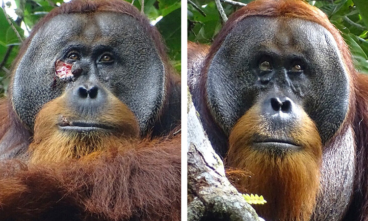 Orangutan-combo