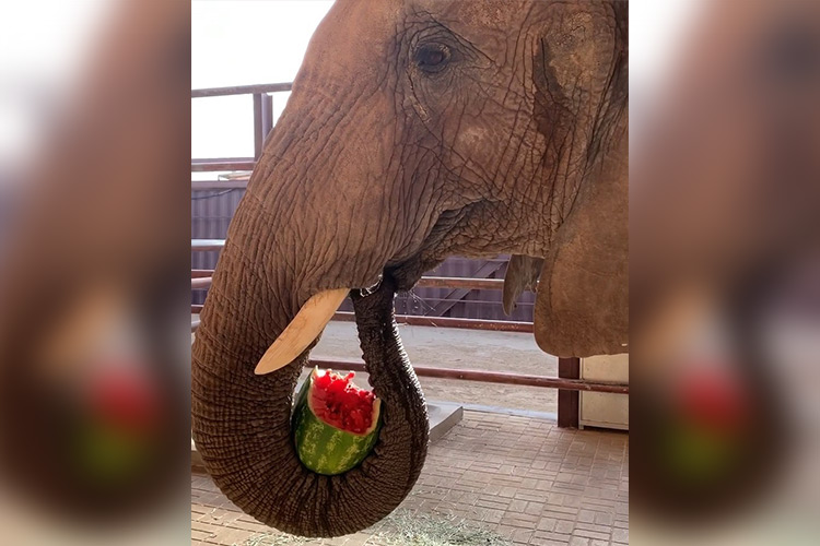 Video: Sheikh Hamdan feeds watermelon to elephant in Dubai - GulfToday