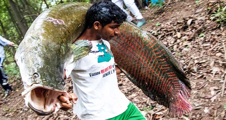 ians use sustainable fishing techniques to save one of the world's  largest freshwater fish from extinction - GulfToday
