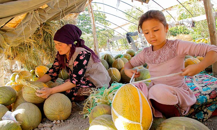 Uzbek melon 1