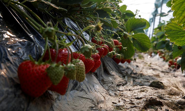 Strawberry farmers 3