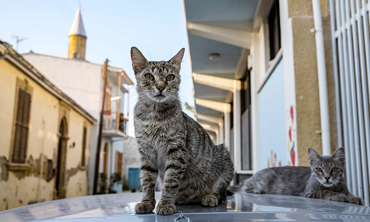 Cyprus cats 