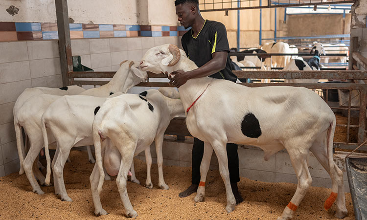 Senegal Sheep 3