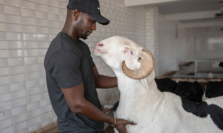 Senegal Sheep 1