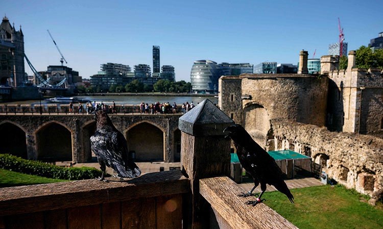 Ravenmaster 3