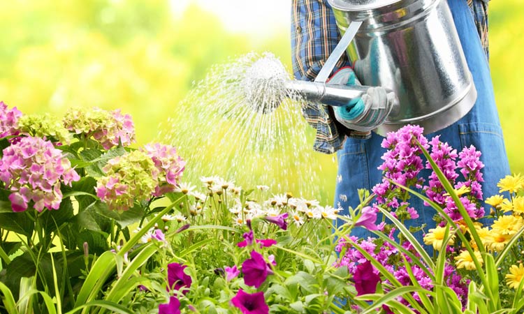 Here are 7 hacks for maintaining the perfect garden - GulfToday