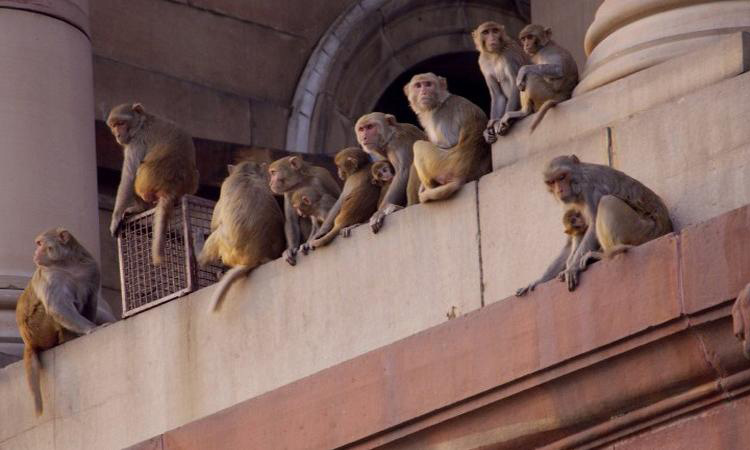 Urban Monkey India - Nothing can stop me, I'm all the way up @nrs