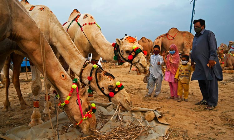 CamelsPak