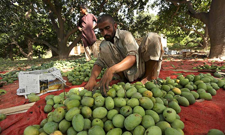 Triple Threat Pakistan S Mango Growers Face A Sticky Season GulfToday   Pakistan Mangos July08 Main1 750.ashx