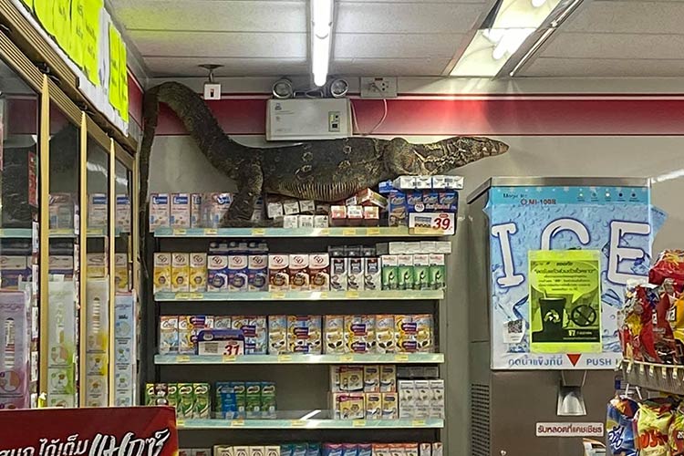 Giant-lizard-in-supermarket-750x450