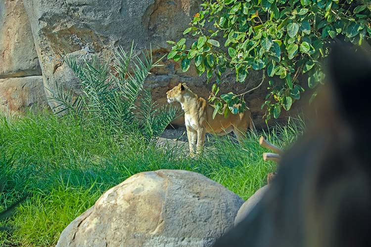 Sharjah-Safari-Lioness-750x450