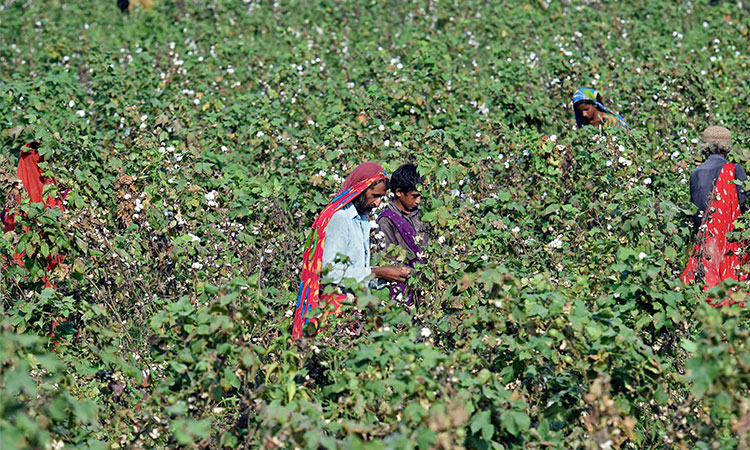 Cotton-Pakistan