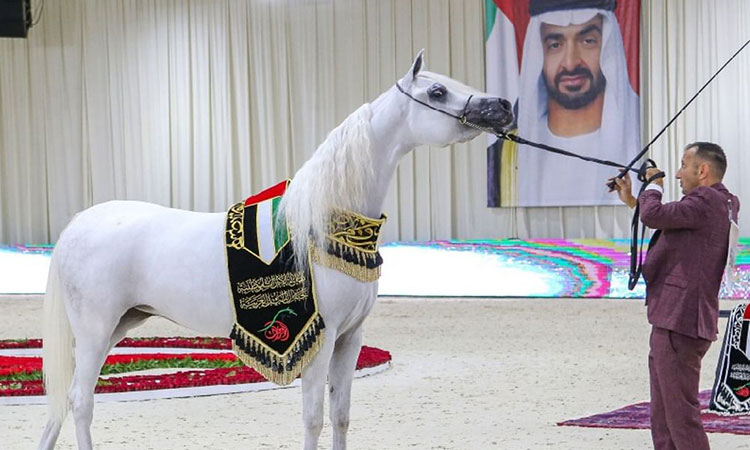 Horse-AbuDhabi