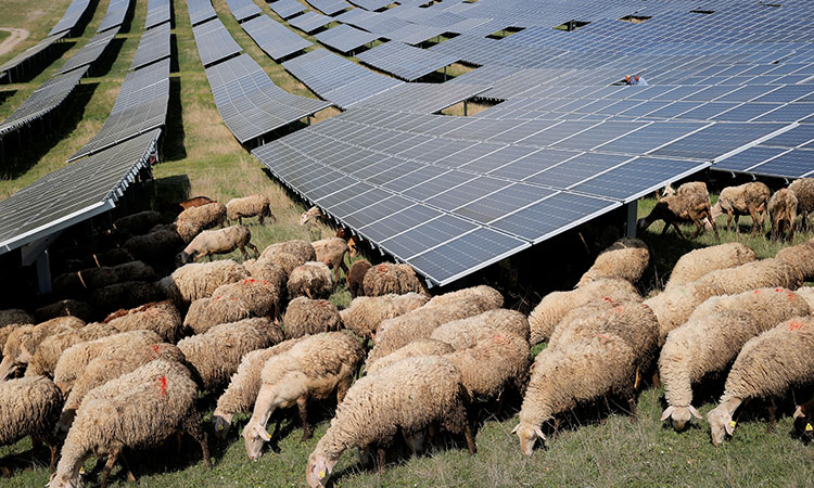 Solar-Sheeps-Kosovo
