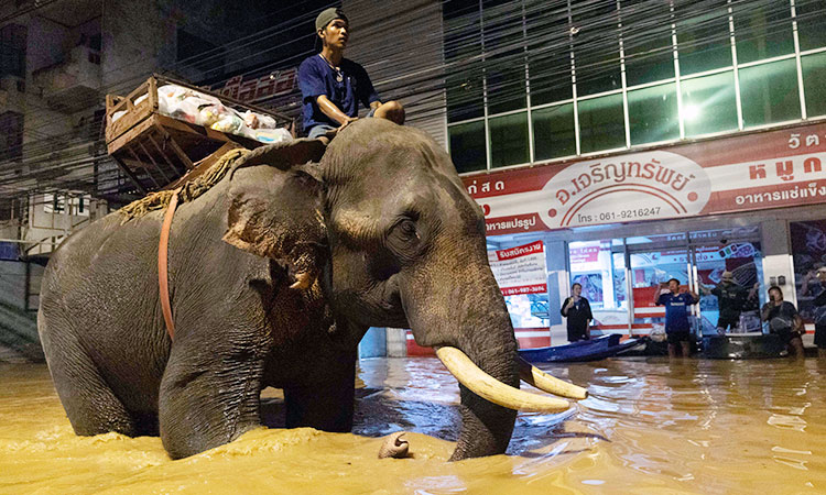 Elephant-Thailandflood