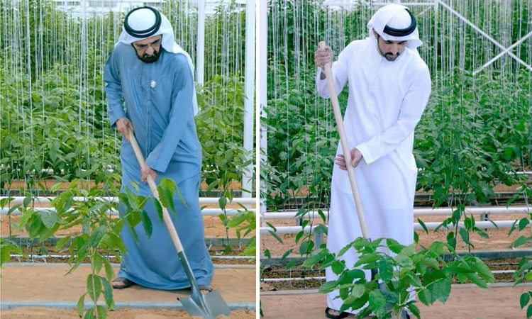 hamdan-mohammed-plant2-750