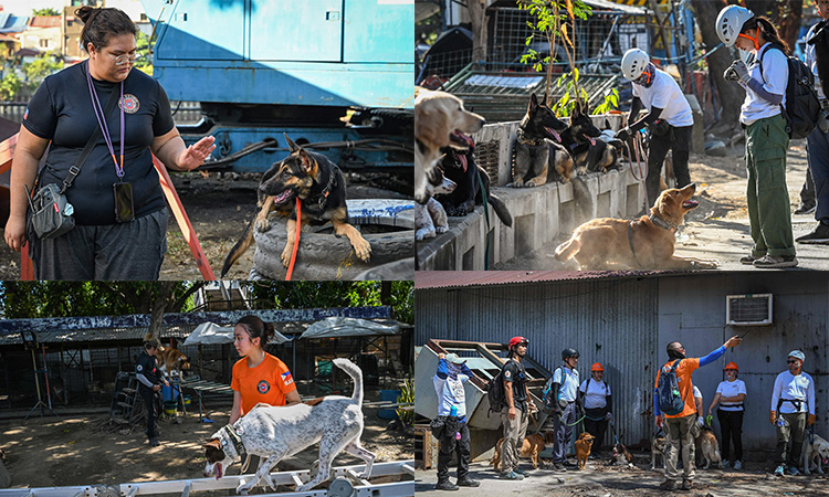 Dogs-rescue-seach-Philippines