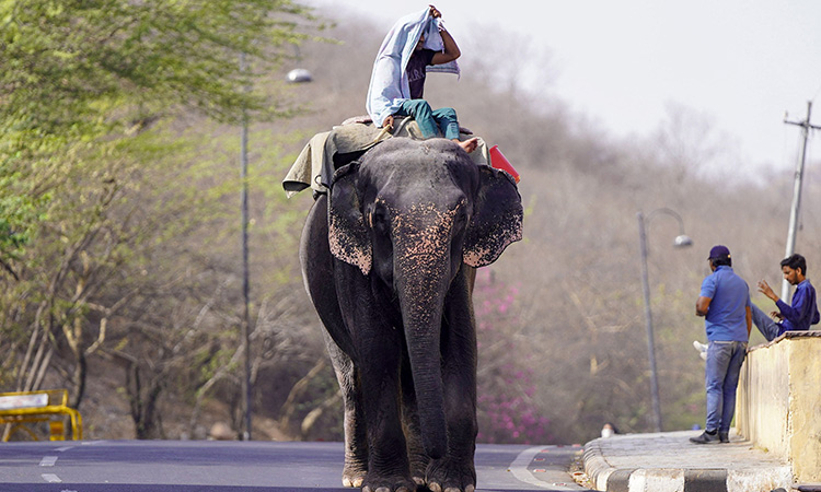 Heatwave-India-elephant