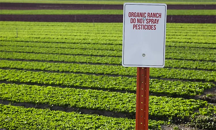 An organic farm in California.