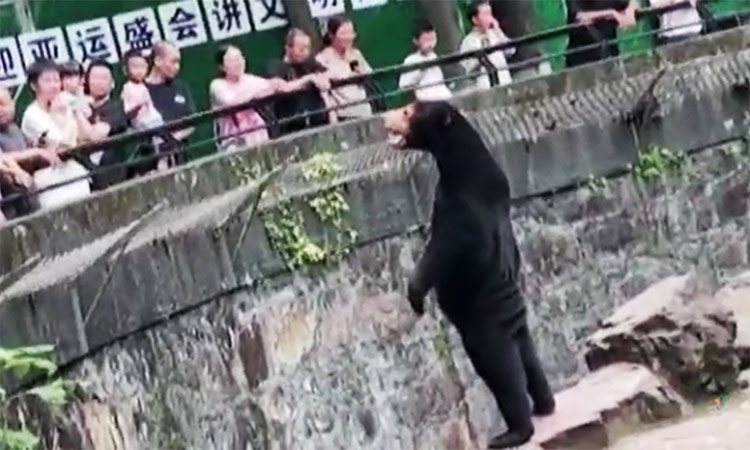 A sun bear stands straight to greet visitors at a Chinese zoo.