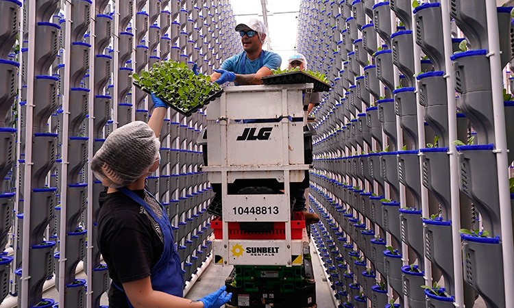 Workers hand off plants during operations at a vertical farm greenhouse in Cleburne, Texas.  Associated Press