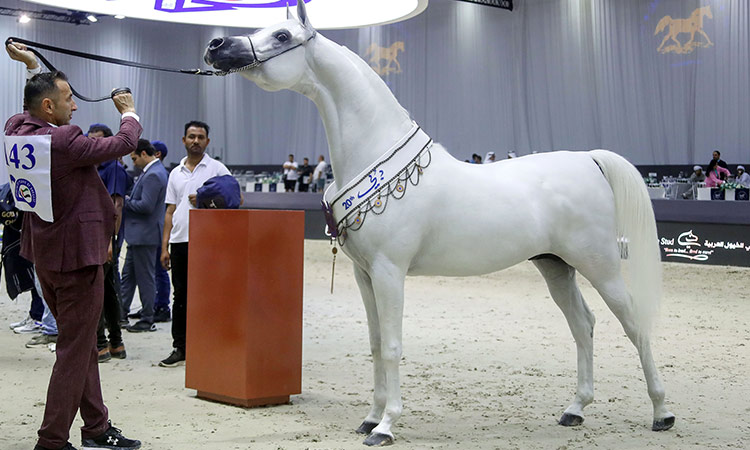Organisers Confirm 205 Arabian Horses Will Participate In The 21St Edition  Of The Dubai International Arabian Horse Championship