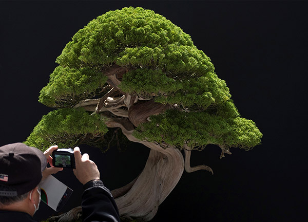 Japanese couple robbed of 400-year-old bonsai tree