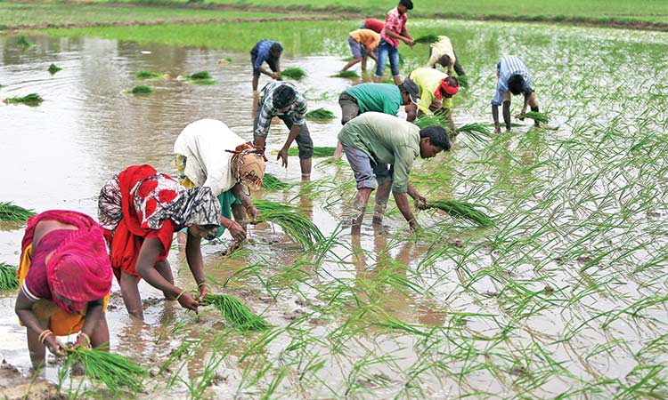 1,078 Indian farmers commit suicide in five months in Maharashtra state 