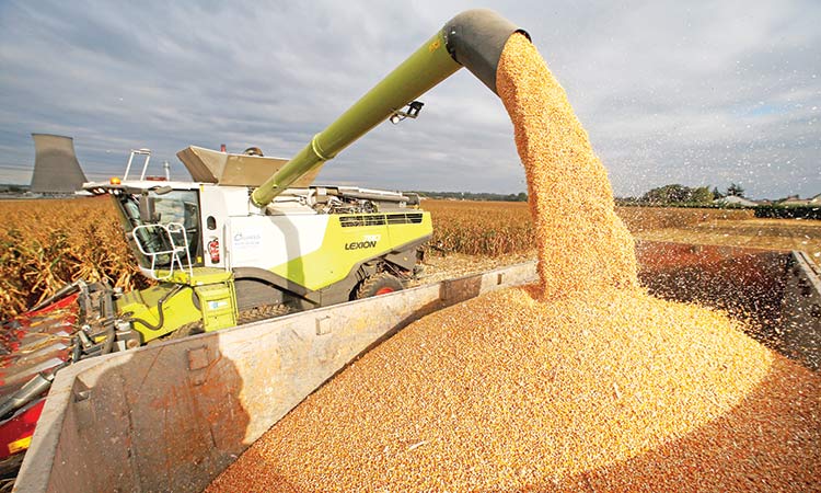 Saudi Arabia to import 307,000 tonnes of wheat to maintain strategic reserves