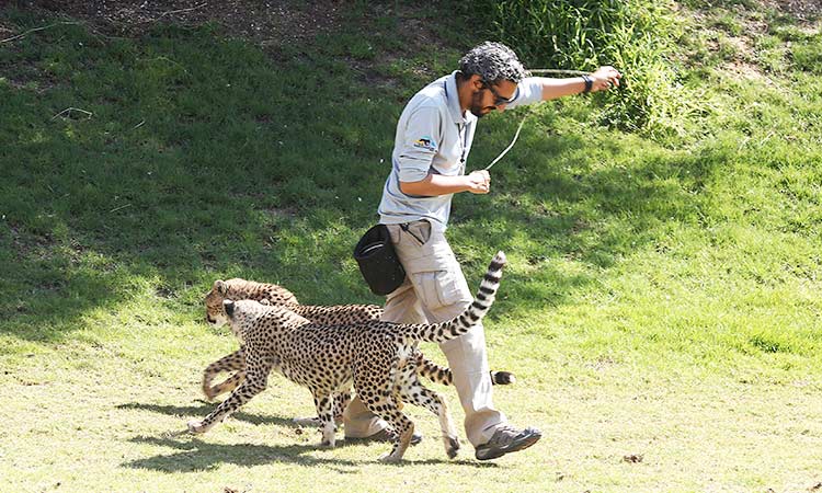 Al Ain Zoo launches 12 mega  projects to conserve nature