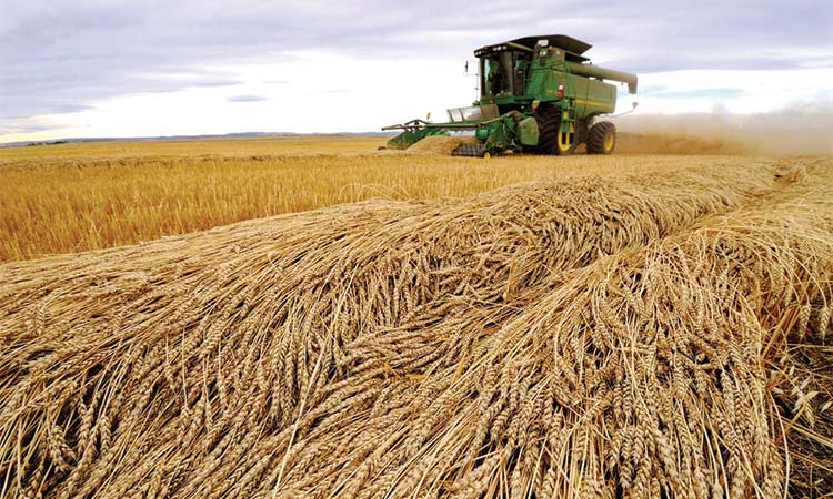 Sharjah launches second phase of developing Mleiha wheat farm