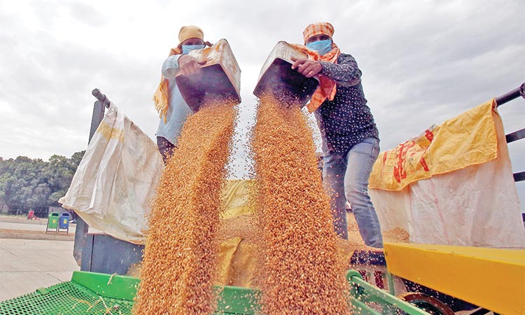 India’s wheat exports ban could push global prices to new peaks