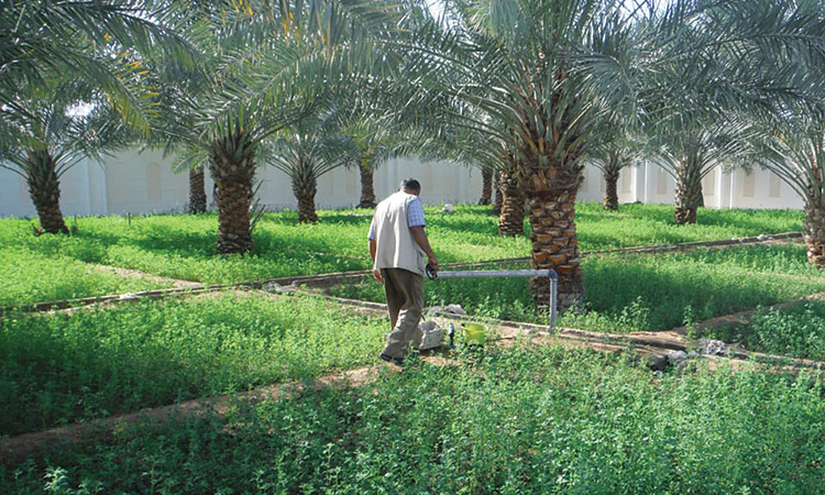 ADAFSA signs contracts worth  Dhs310m to construct two farms