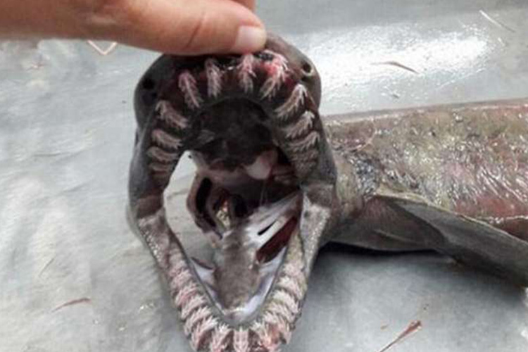 Ancient shark with snakehead and 300 teeth caught off Portugal 