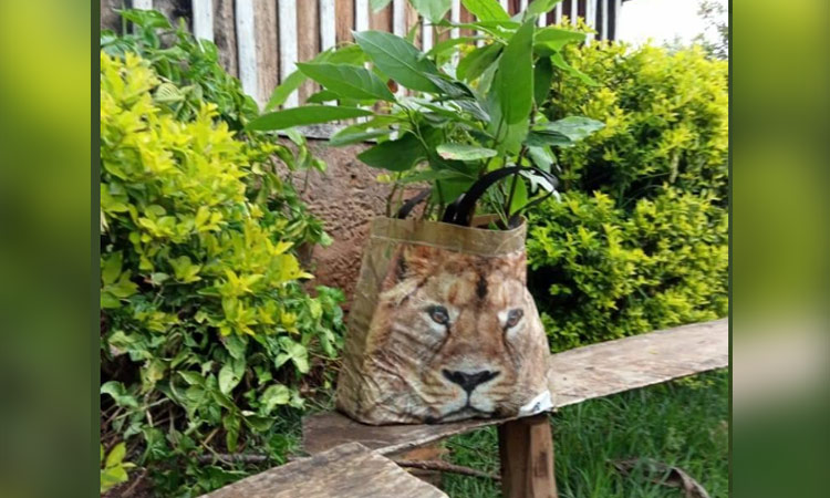 Panic in Kenyan village over ‘stray lion’ in bushes, turns out it was a shopping bag