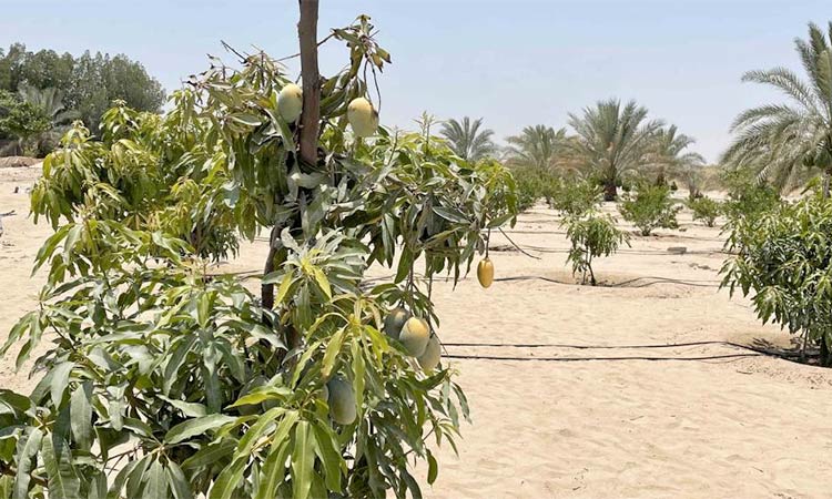 Environmental conservation and sustainability UAE’s top priority