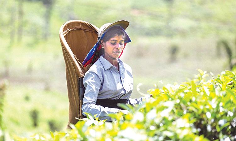 Sri Lanka’s agriculture sector grows  2.6% in 2023 from a year earlier