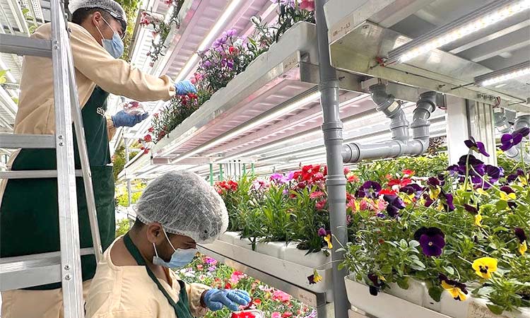 Leveraging modern farming technologies in UAE gains pace