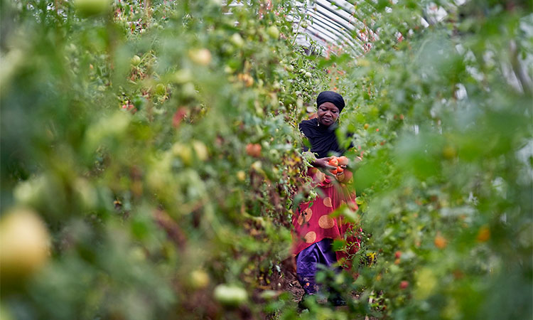 Refugees in New Hampshire turn to farming for better life