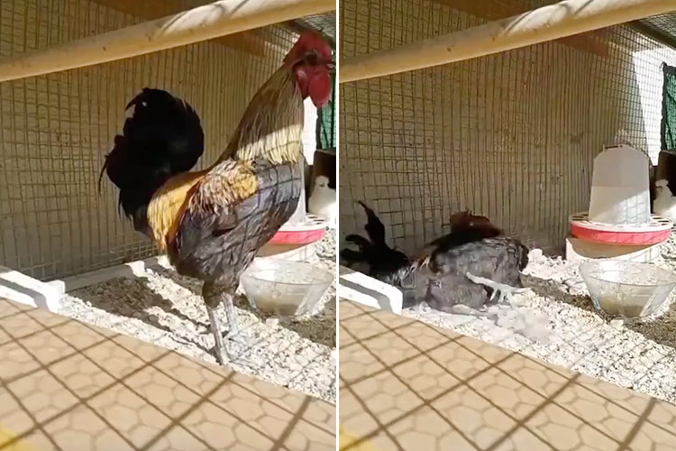 VIDEO: Rooster runs out of air and falls off after a long crowing