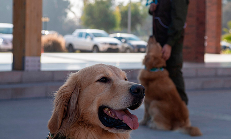 Pet dog turns on kitchen stove, burns down house in Kansas 