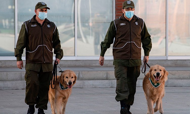 Chilean police train dogs to sniff out COVID-19