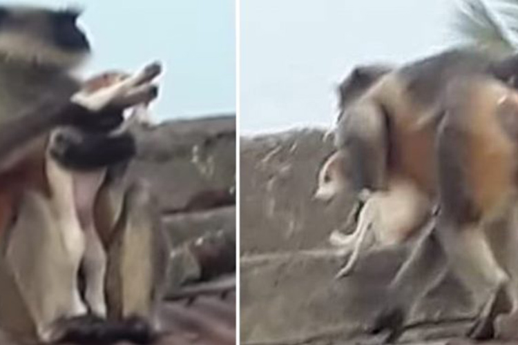 VIDEO: Revengeful monkeys kill 250 dogs  by dropping them from heights  after baby monkey killed by dogs