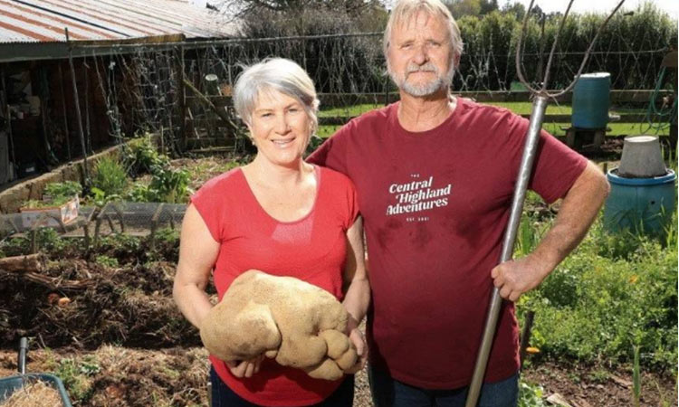 ‘World’s largest potato’ to get DNA testing in Scotland