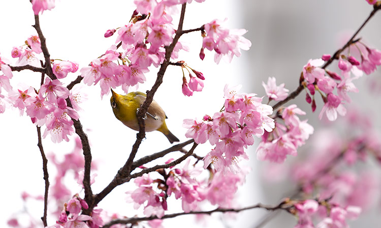 Thousands gather as cherry blossoms in Washington D.C. hit peak bloom