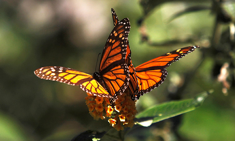 In hopeful sign, monarch butterflies expand foothold in Mexico