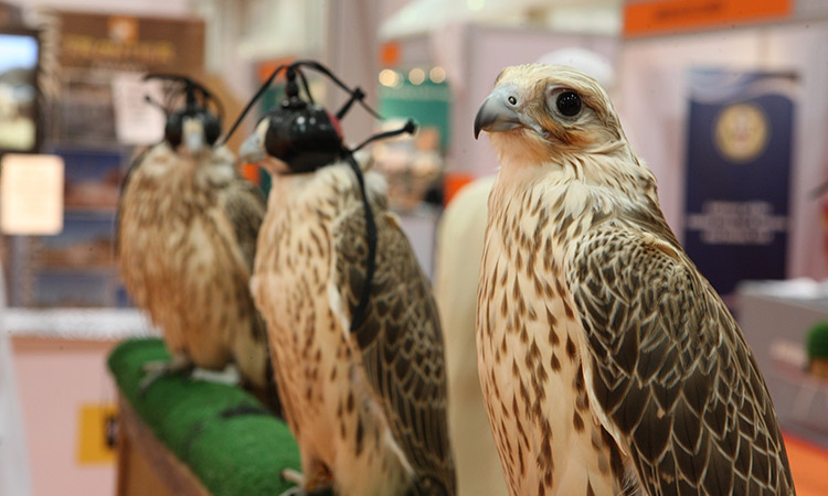 The Arts & Crafts section will soar high with falcons at ADIHEX 2022