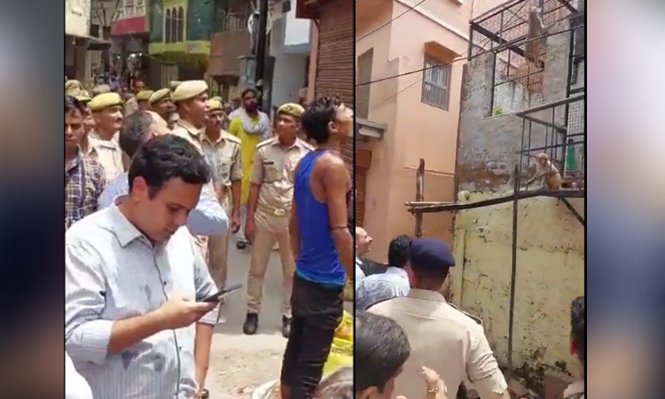 VIDEO: Monkey snatches District Magistrate's specs in Vrindavan