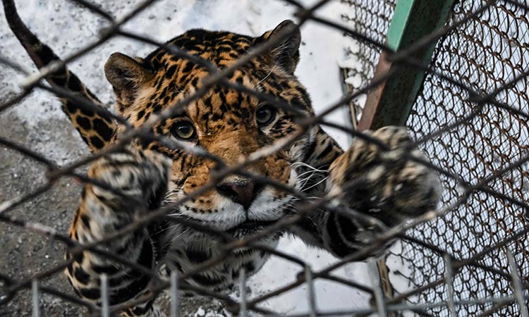 Five deaths in 25 days: Panic in Jharkhand areas as leopards turn maneaters