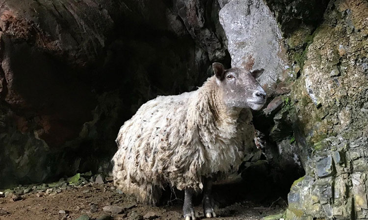 Britain’s ‘loneliest sheep’ now at centre of rehoming row after rescue